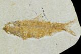Multiple Knightia Fossil Fish - Wyoming #108672-1